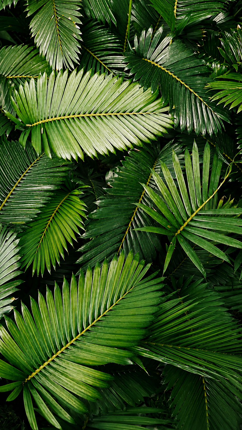 A bunch of palm leaves